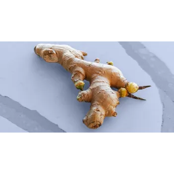 Ginger (8)-8370005-13853.webp